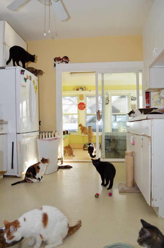  Touched By An Animal′s house: A peek inside our home where the cats roam free and have access to an enclosed screenhouse.