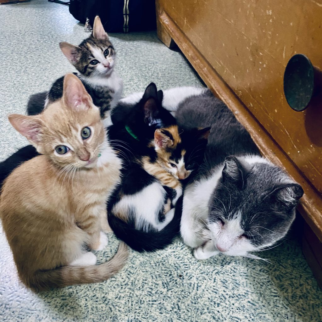  We have many litters of kittens for adoption!